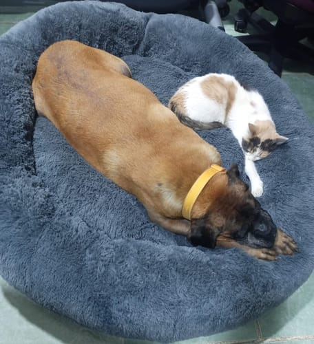 Customer photo review of Cama Antiestrés Para Perros