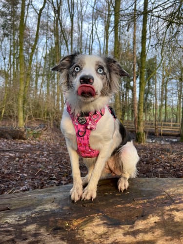 Customer photo review of Tough Trails™ Harness - Candypop