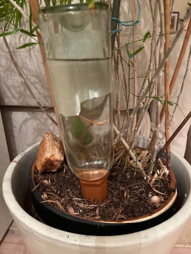 Customer photo review of Topfpflanzenbewässerung „Hydro Wine“ Tonkegel für Wein- & PET-Flaschen