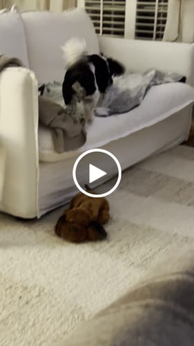 Customer video review of GrubTerra Dog Treats