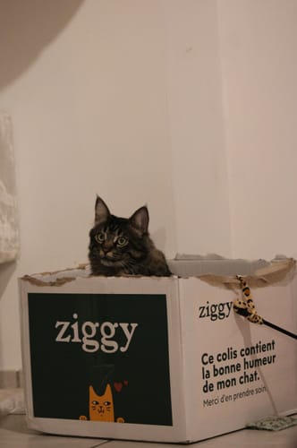 Avis photo d'un client sur Croquettes Chat Stérilisé Sans Céréales - Poulet