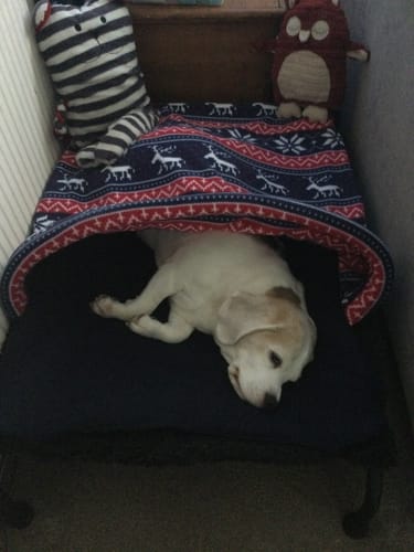 Customer photo review of Christmas Pattern & Navy Fleece Snuggle Tunnel