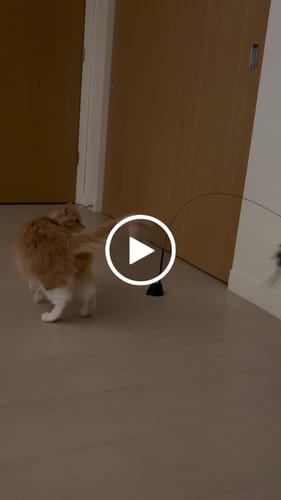 Customer video review of Interactive Bird Simulation Cat Toy Set
