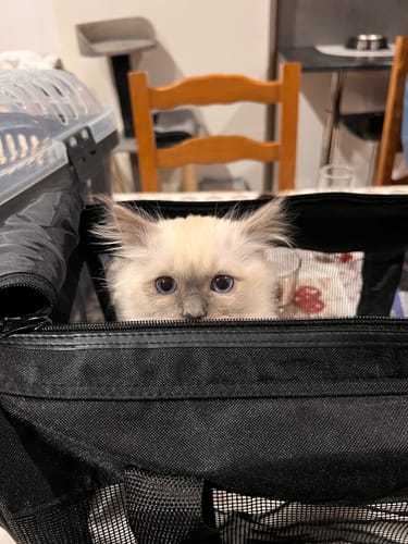 Avis photo d'un client sur Coffret Découverte Chaton - 1kg Croquettes + 8 Pâtées + 3 probiotiques