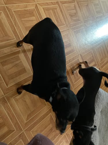 Customer photo review of Collier Anti Aboiement PuppySafe