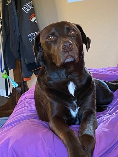 Customer photo review of Catalyst Plus Ethyl Ester Omega 3 Chews for Dogs - 60 Count