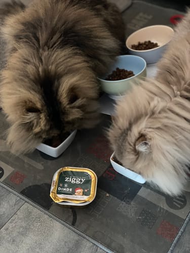 Avis photo d'un client sur Pâtée de Noël Chat Sans Céréales - Dinde