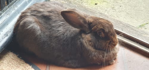 Customer photo review of Premium Cold Pressed Rabbit Pellets