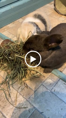 Customer video review of Timothy Hay Box 'Soft Cut'