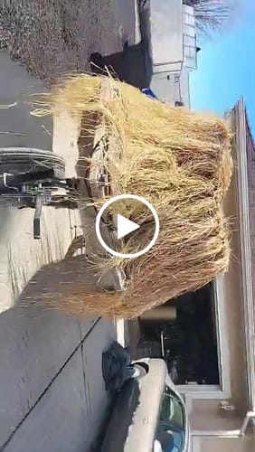Customer video review of Hunting Blind Raffia Grass (Pack)