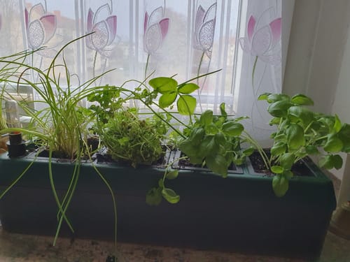 Customer photo review of Kräuterbeet "PROVENCE" für die Fensterbank mit 4 herausnehmbaren Töpfen