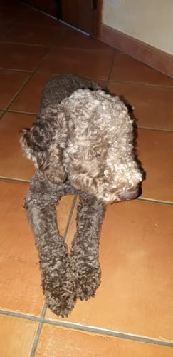 Customer photo review of Chargeur spécialement conçu pour le collier Anti Aboiement