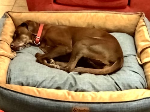 Customer photo review of Cama Para Perro Nido Kuapets Cafe - Azul Jeans