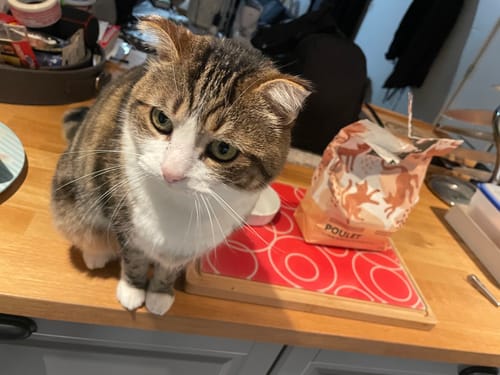 Avis photo d'un client sur Croquettes Chat Stérilisé Sans Céréales - Poulet
