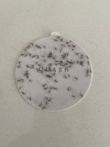 Customer photo review of Indoor Mosquito & Bug Trap - Black