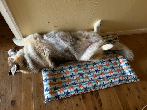 Customer photo review of PaWz Pet Cooling Bed