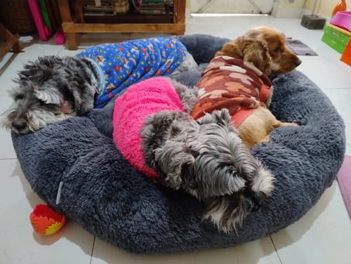 Customer photo review of Cama Antiestrés Para Perros