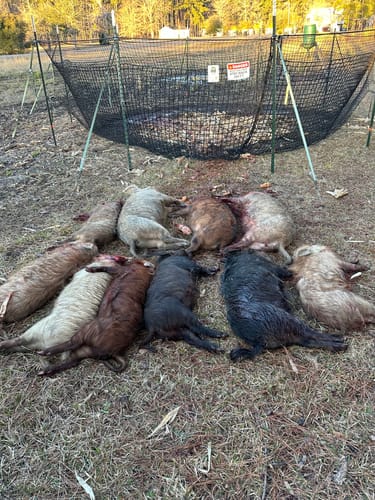 Customer photo review of Pig Brig Trap System