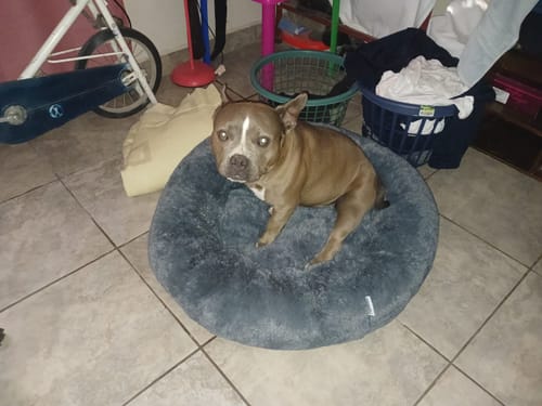 Reseña con foto de un cliente sobre Cama Antiestrés Para Perros