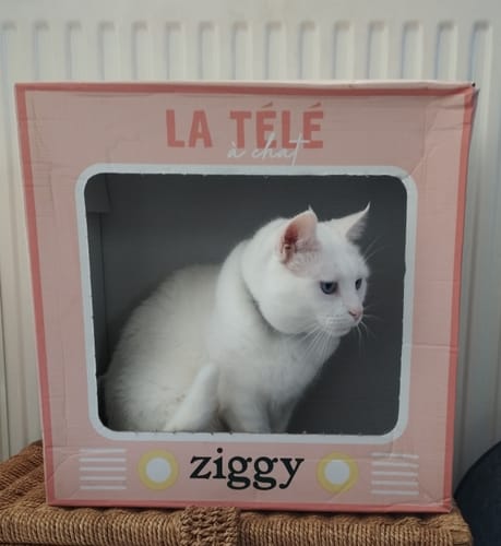 Avis photo d'un client sur Croquettes Chat Stérilisé Sans Céréales - Saumon
