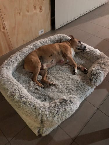 Customer photo review of PaWz Pet Orthopaedic Bed