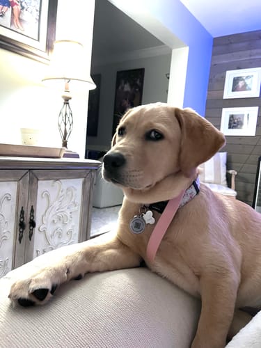 Customer photo review of White