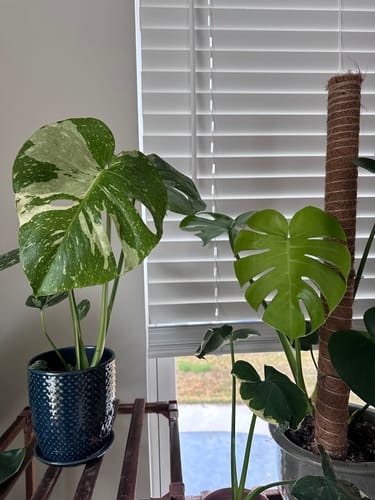 Customer photo review of Monstera Thai Constellation
