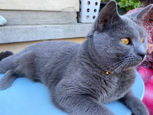 Avis photo d'un client sur Croquettes Chat Stérilisé Sans Céréales - Poulet