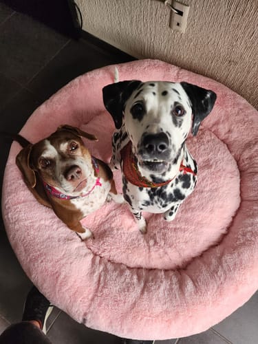 Customer photo review of Cama Antiestrés Para Perros