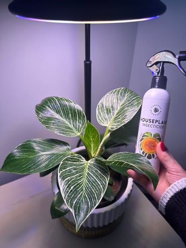 Customer photo review of Houseplant Insecticide w/ Neem