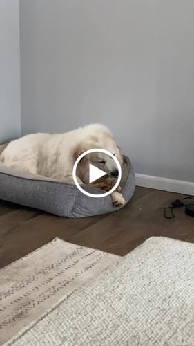 Customer video review of Splinter-Free Ostrich Hip Bone. Long-lasting, Natural Dog Gnaw Treat by Savannah Pet Food