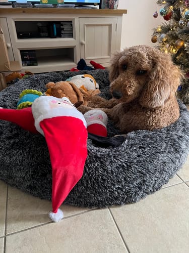 Customer photo review of Removable Cover Premium Colour Calming Dog bed