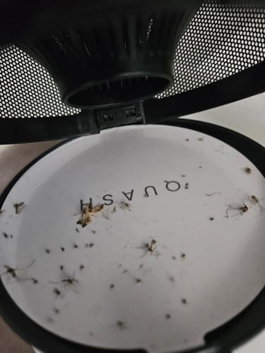 Customer photo review of Indoor Mosquito & Bug Trap - Black