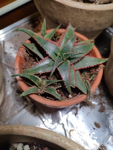 Customer photo review of Aloe Christmas Sleigh | Aloe Hybrid