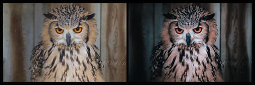 Customer photo review of Master Collection Bundle 330 Lightroom Presets