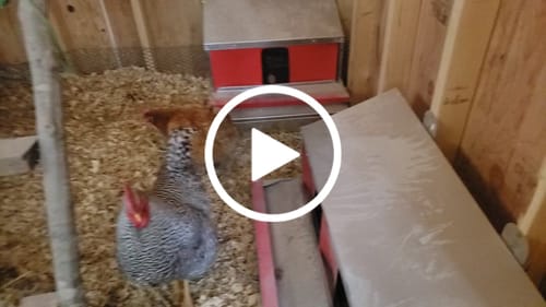 Customer video review of Trainer Egg