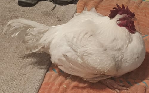 Customer photo review of HEALTHYANIMALS4EVER ALL-NATURAL CHICKEN RESPIRATORY SUPPORT