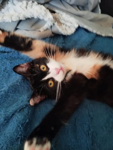 Avis photo d'un client sur Coffret Découverte Chaton - 1kg Croquettes + 8 Pâtées + 3 probiotiques