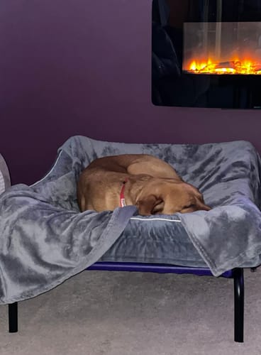 Customer photo review of 30% OFF Special Black Satin Mesh Bed