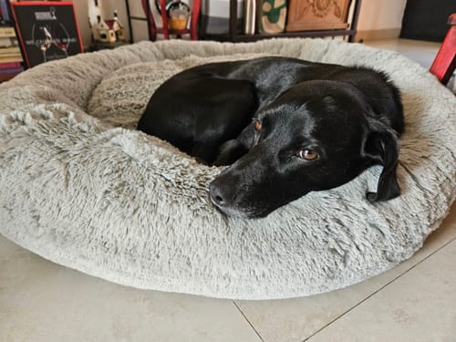 Customer photo review of Cama Antiestrés Para Perros