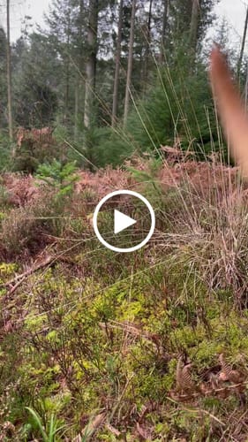 Customer video review of Trail & Glow® Dog Harness Premium No-Pull Design - Rustic Tartan