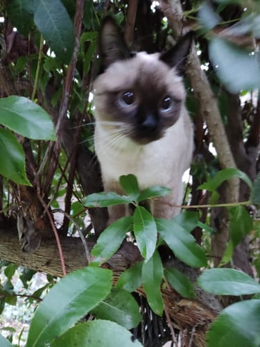 Avis photo d'un client sur Pâtée Chat Stérilisé Sans Céréales - Saumon
