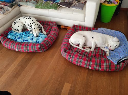 Customer photo review of Divanetto Cotone Scozzese Rosso