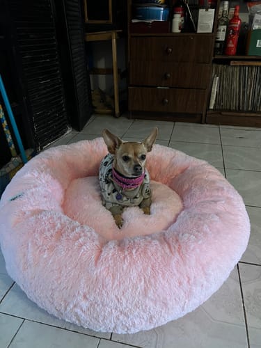 Reseña con foto de un cliente sobre Cama Antiestrés Para Perros