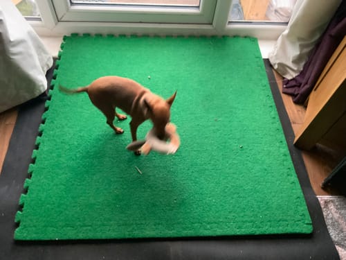 Customer photo review of Artificial Grass Tiles 1m