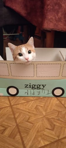 Avis photo d'un client sur Croquettes Chat Stérilisé Sans Céréales - Saumon