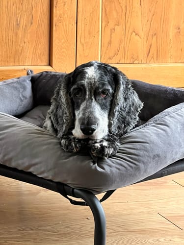 Customer photo review of Dark Grey Cuddle Soft & Dark Grey Velvet Luxury Nest