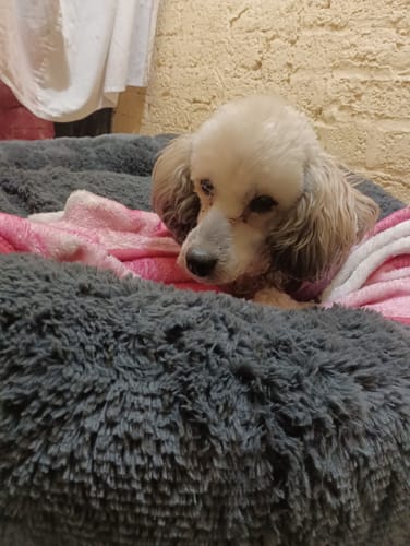 Reseña con foto de un cliente sobre Cama Antiestrés Para Perros