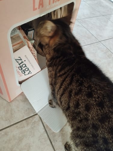 Avis photo d'un client sur Coffret Petit Chachat Noël