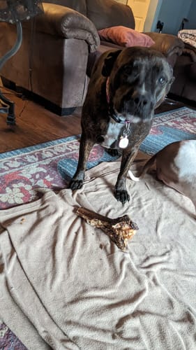 Customer photo review of Ostrich Cane (Large) . Long-lasting, Natural Dog Gnaw Treat by Savannah Pet Food